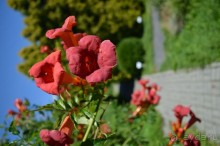 По следам Кенигсберга (Калининград, лето 2015)