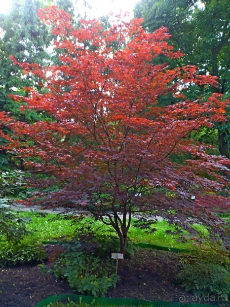 По следам Кенигсберга (Калининград, лето 2015)