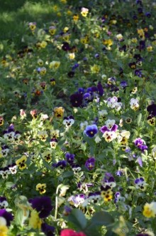 По следам Кенигсберга (Калининград, лето 2015)