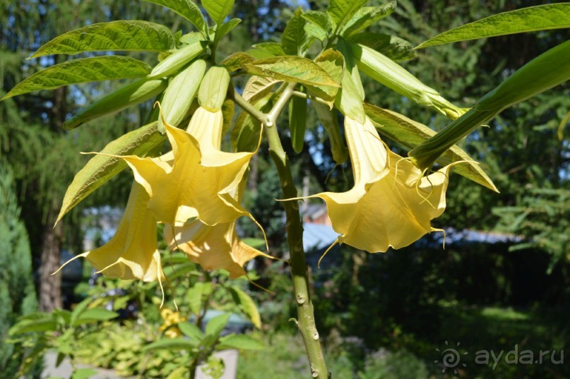 По следам Кенигсберга (Калининград, лето 2015)