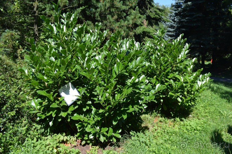 По следам Кенигсберга (Калининград, лето 2015)