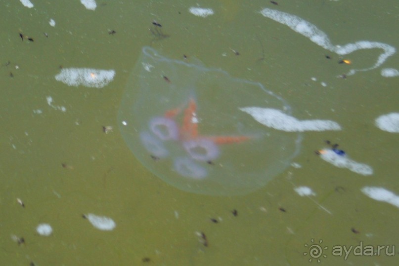 По следам Кенигсберга (Калининград, лето 2015)