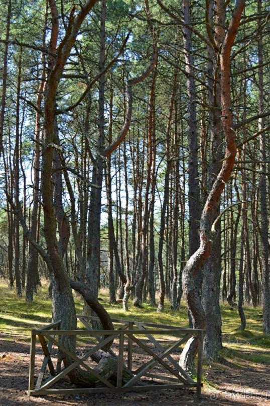 По следам Кенигсберга (Калининград, лето 2015)