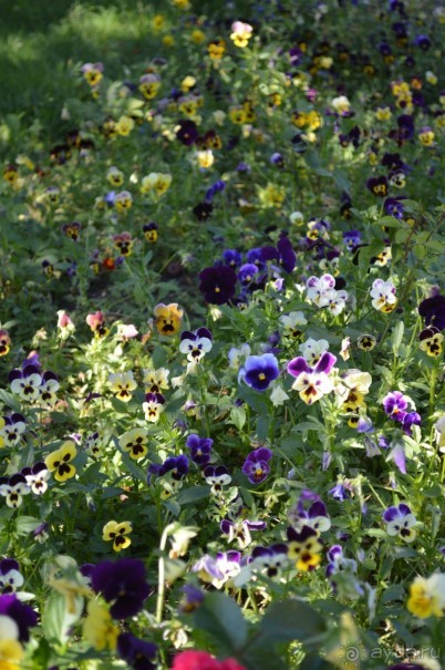 По следам Кенигсберга (Калининград, лето 2015)