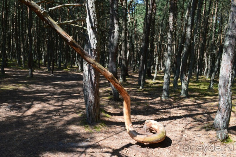 По следам Кенигсберга (Калининград, лето 2015)