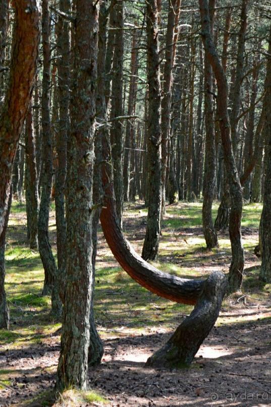 По следам Кенигсберга (Калининград, лето 2015)