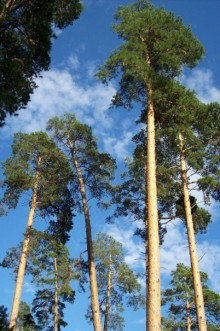 Невско-волжское рандеву