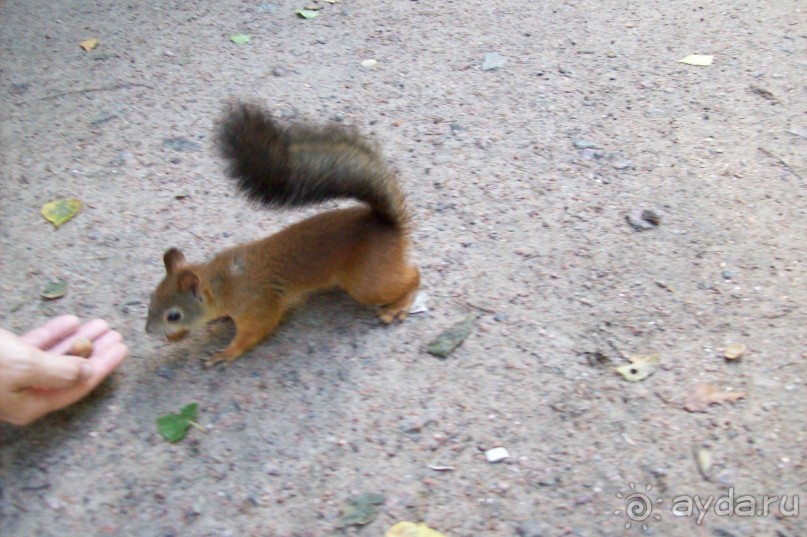Невско-волжское рандеву