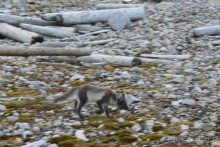 Полярный меридиан: путешествие по Шпицбергену