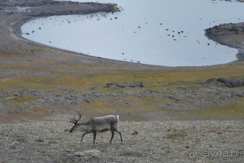 Полярный меридиан: путешествие по Шпицбергену
