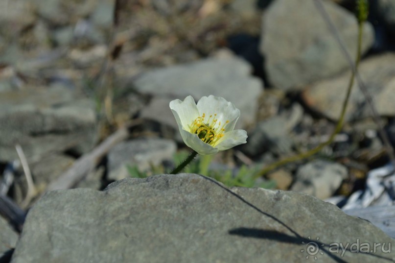 Полярный меридиан: путешествие по Шпицбергену