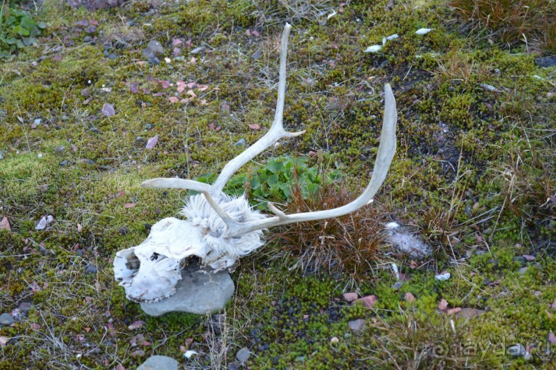 Полярный меридиан: путешествие по Шпицбергену