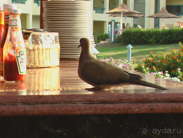 фото Hotelux Marina Beach Resort