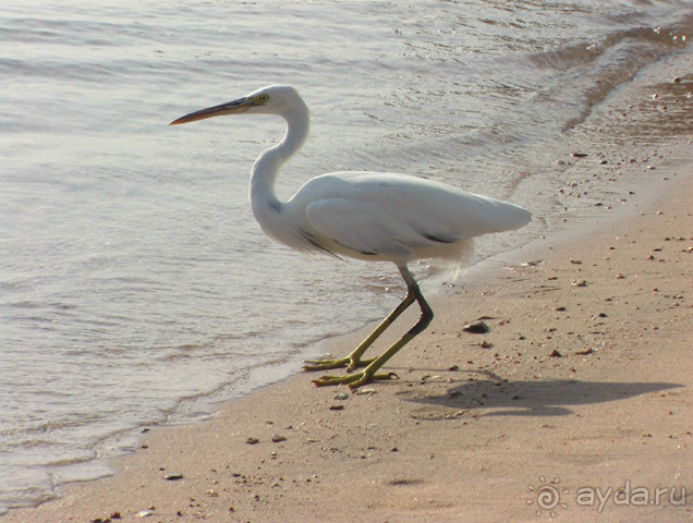 фото Hotelux Marina Beach Resort