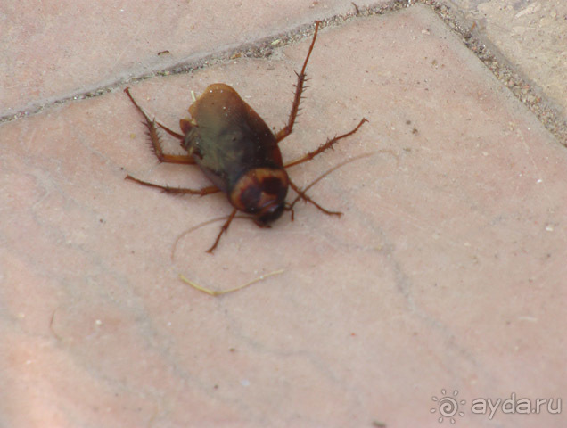 фото Hotelux Marina Beach Resort