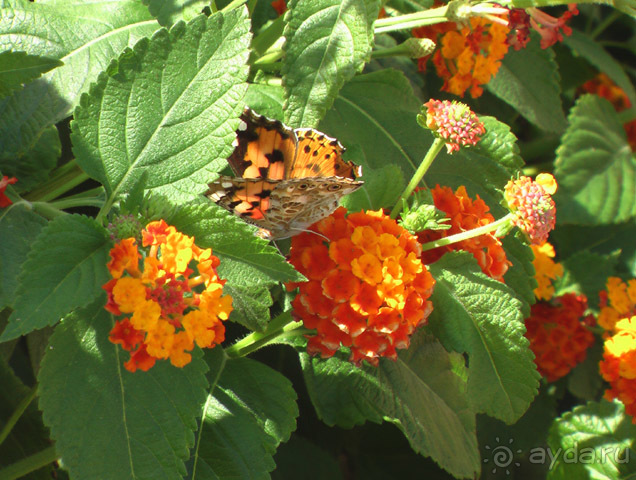 фото Hotelux Marina Beach Resort