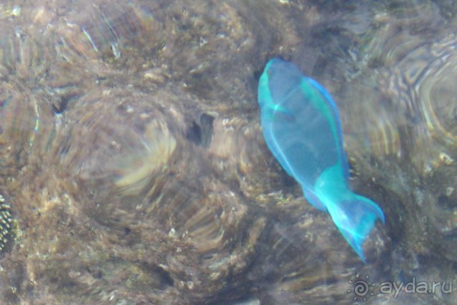 фото Dreams Beach Resort