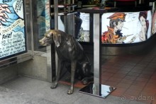 Двенадцать маленьких штрихов к портрету Праги.