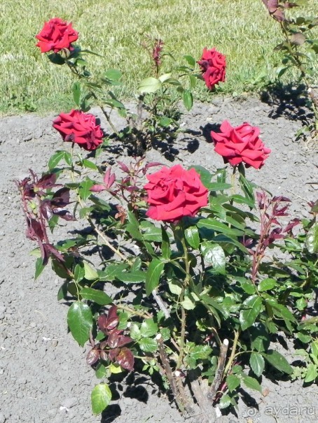 По малым гетманским городам в партизанский край