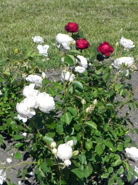 По малым гетманским городам в партизанский край