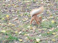 Околицами Беларуси. Гомель (I)