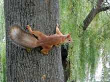 Околицами Беларуси. Гомель (I)