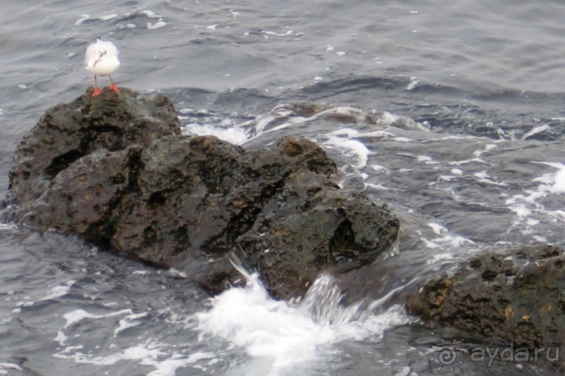 Предрождественский Севаcтополь