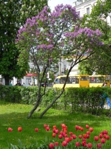 Сумма впечатлений от Сум.