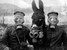 История Первой мировой войны в Царском селе.