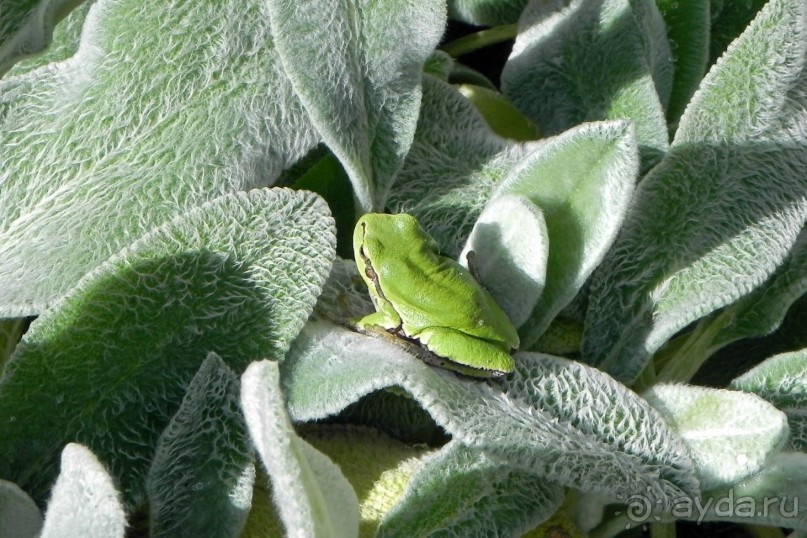 Батурин – возрождение украинского Феникса.