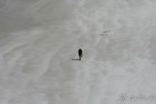 Мед Драконового Дерева.Йемен-Сокотра.