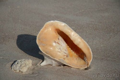 Мед Драконового Дерева.Йемен-Сокотра.