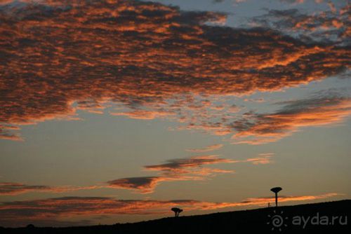 Мед Драконового Дерева.Йемен-Сокотра.