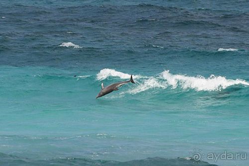 Мед Драконового Дерева.Йемен-Сокотра.