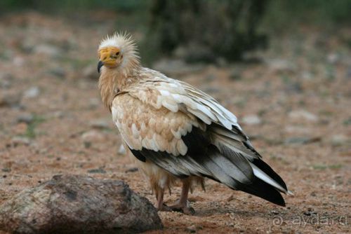 Мед Драконового Дерева.Йемен-Сокотра.