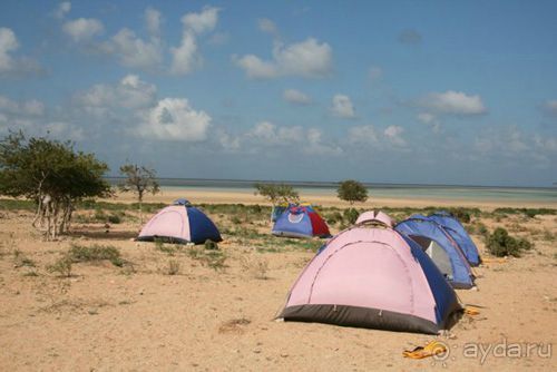Мед Драконового Дерева.Йемен-Сокотра.