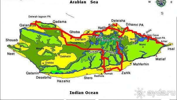 Мед Драконового Дерева.Йемен-Сокотра.