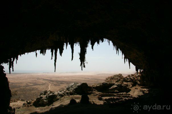 Мед Драконового Дерева.Йемен-Сокотра.