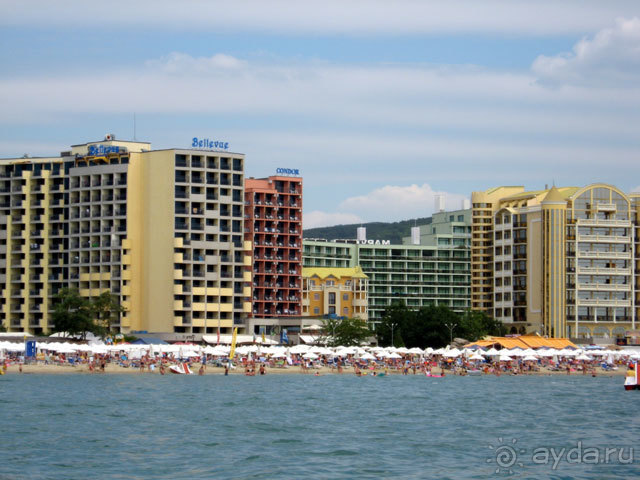 фото Кондор (Condor)