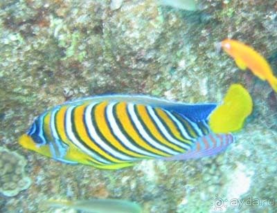 Шарм аль Шейх без акваланга