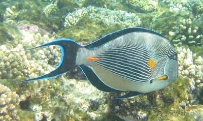 Шарм аль Шейх без акваланга