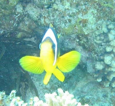 Шарм аль Шейх без акваланга