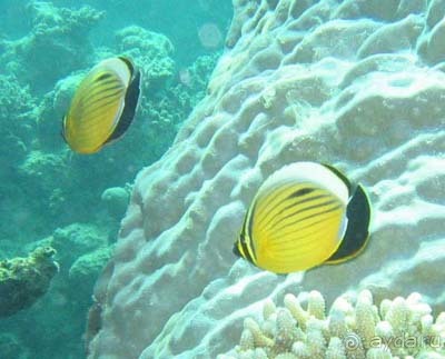 Шарм аль Шейх без акваланга