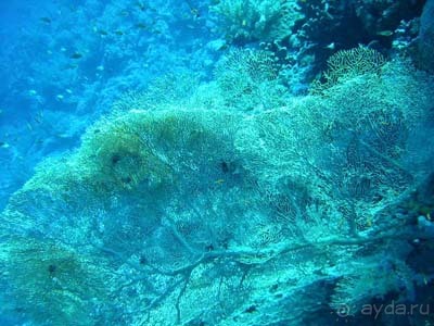 Хургада, Марса Алам, Сафага