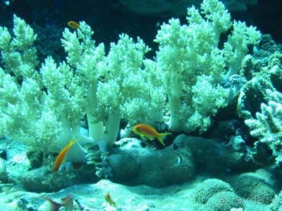 Хургада, Марса Алам, Сафага