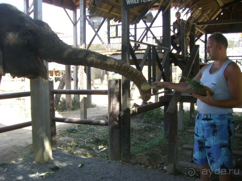 Сиамский вояж