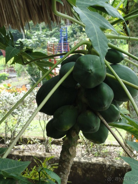 Доминикана – пиратский рай