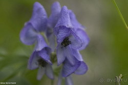 ПРАВДИВАЯ ИСТОРИЯ О ПОСЕЩЕНИИ КАМЧАТКИ В АВГУСТЕ 2004 ГОДА