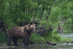 ПРАВДИВАЯ ИСТОРИЯ О ПОСЕЩЕНИИ КАМЧАТКИ В АВГУСТЕ 2004 ГОДА
