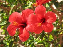 фото Hauza Beach Resort